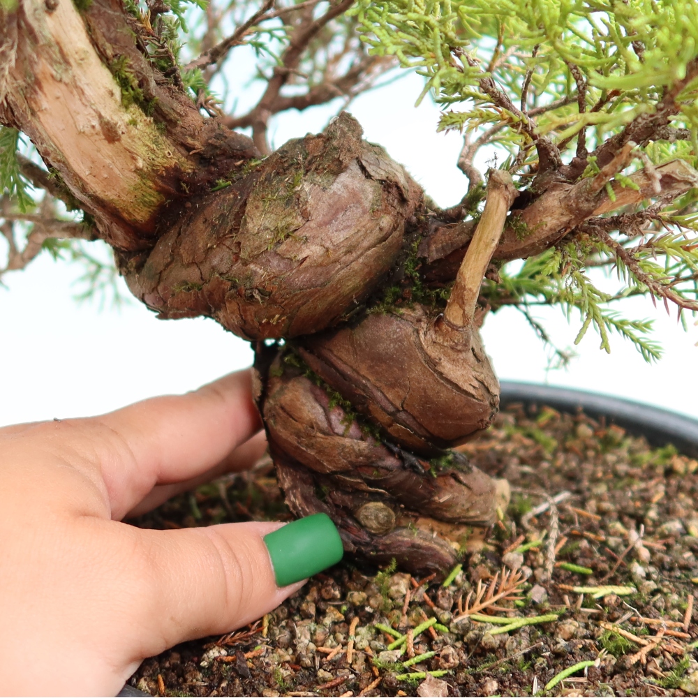 Vonkajší bonsai – Juniperus chinensis Itoigawa – čínsky jalovec