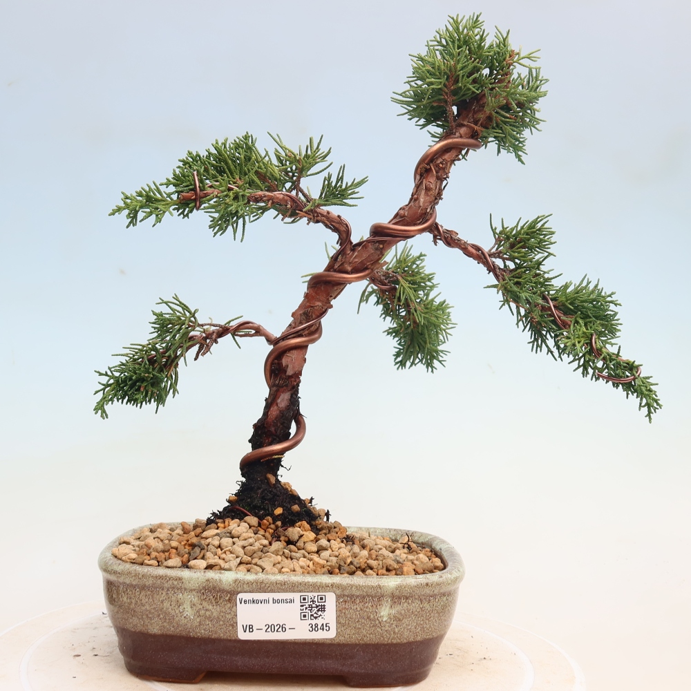 Vonkajší bonsaj - Juniperus chinensis Kishu