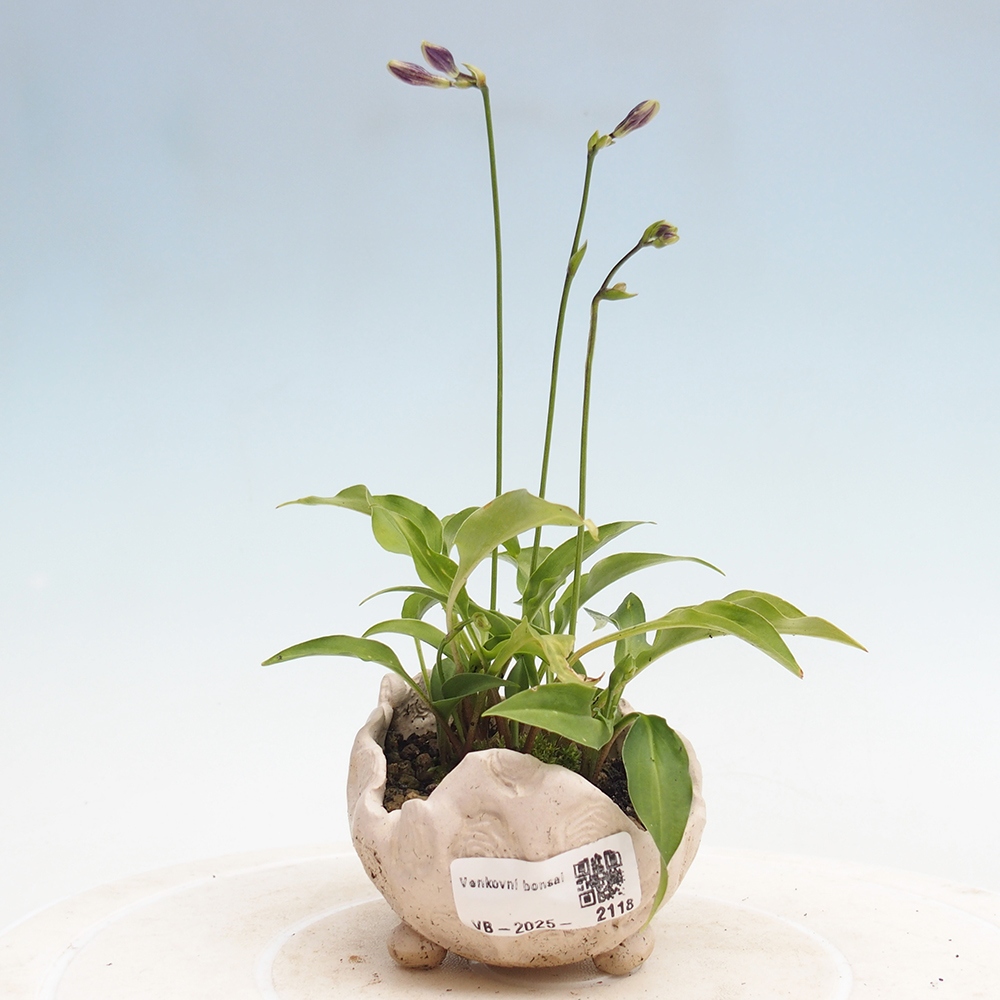 Vonkajšie bonsai - Mini Hosta - Bohyška