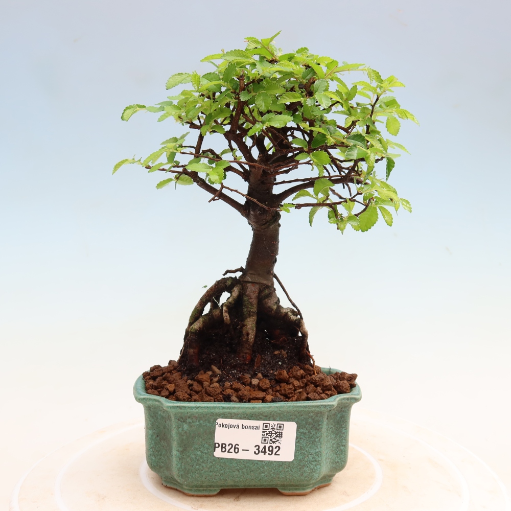 Izbový bonsaj - Ulmus parvifolia - brest malolistý