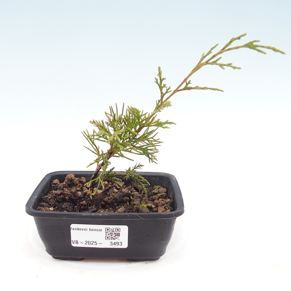 Vonkajší bonsaj - Juniperus chinensis Itoigawa