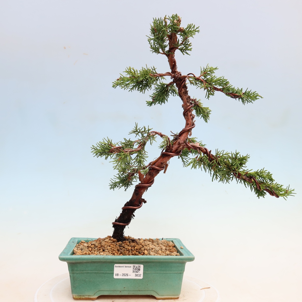 Vonkajší bonsaj - Juniperus chinensis Kishu