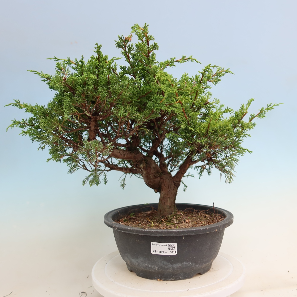 Vonkajší bonsai – Juniperus chinensis Itoigawa – čínsky jalovec