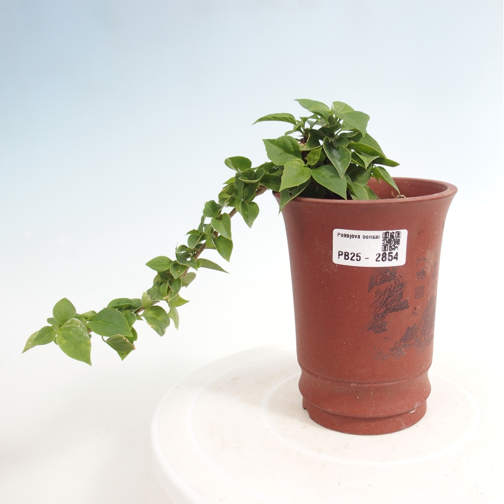 Izbová bonsai - Bouganwilea