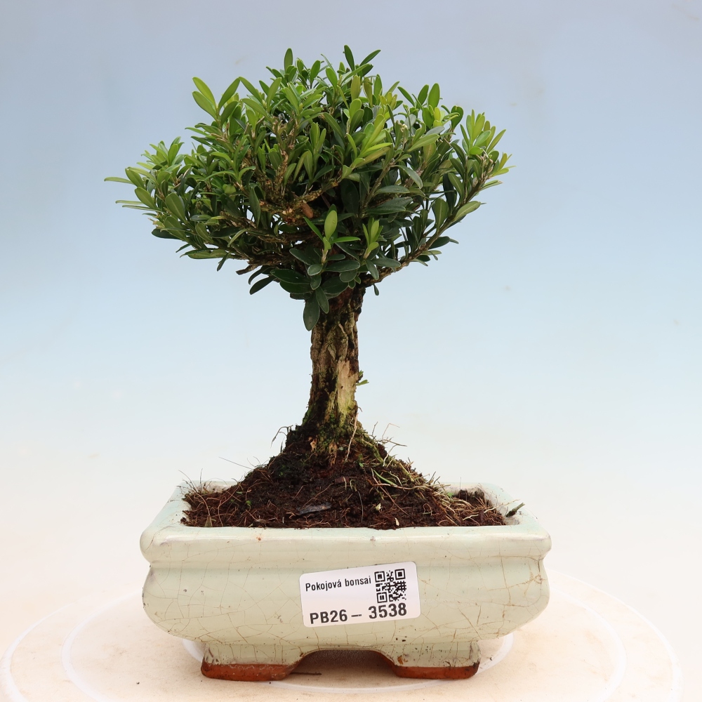 Izbové bonsaje - Buxus harlandii - korkový buxus