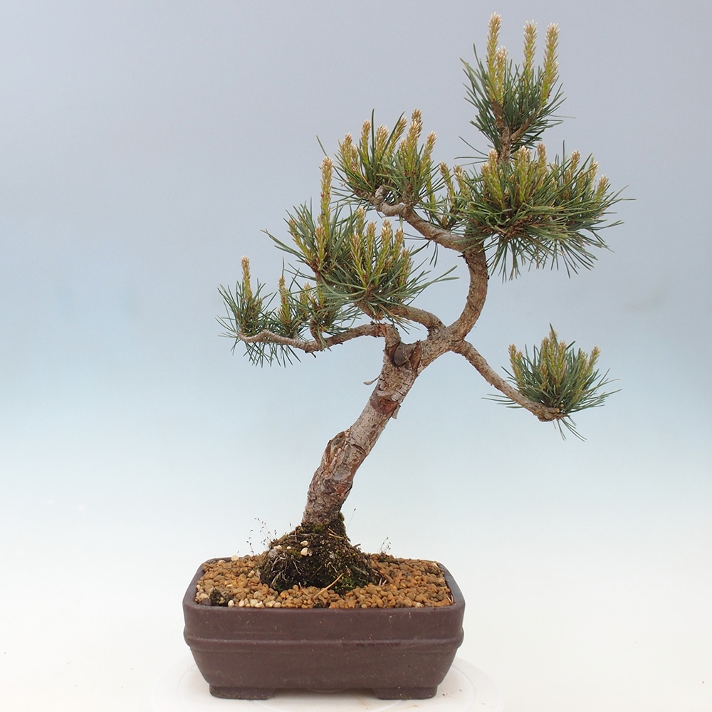Vonkajšie bonsai - Pinus Sylvestris - Borovica lesná
