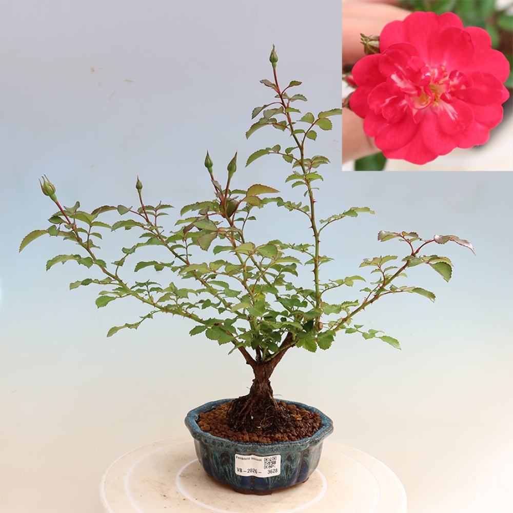 Vonkajšie bonsaje – Rosa Kordes – ruže