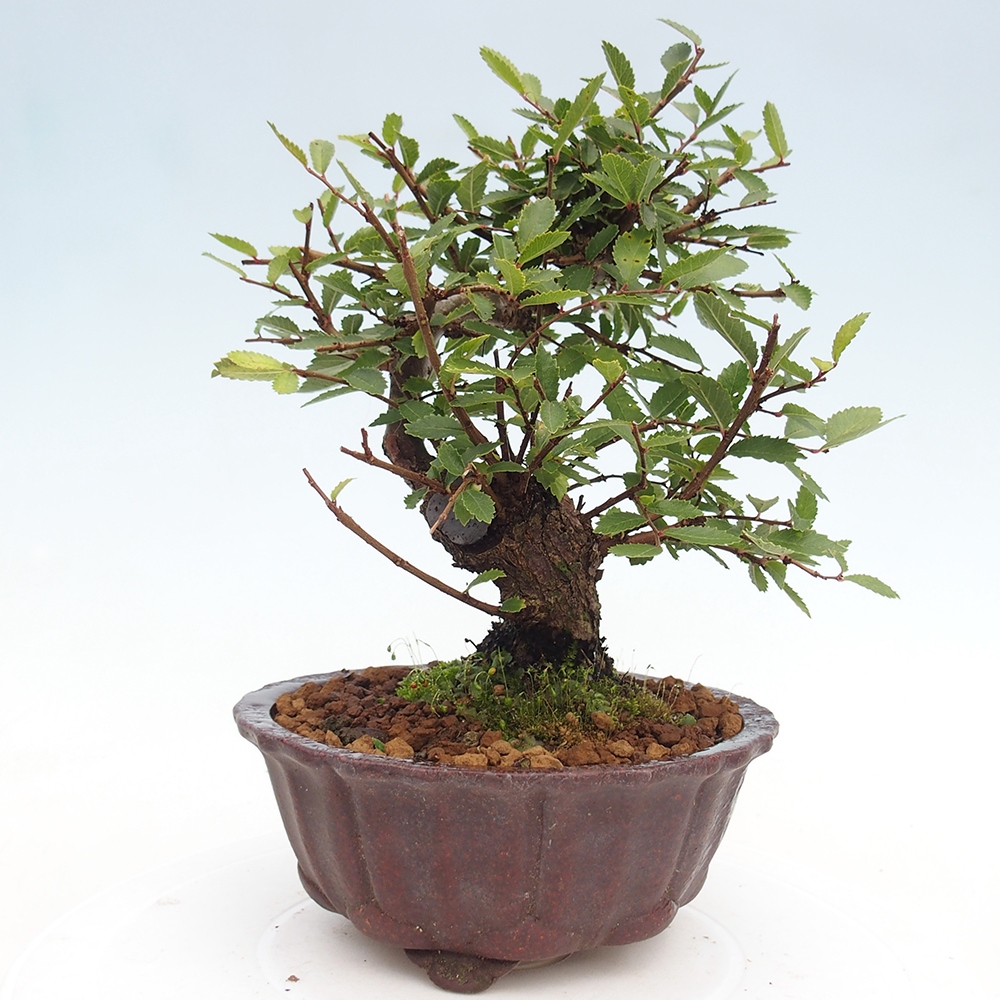 Vonkajšie bonsai - Zelkova - Zelkova Nirom