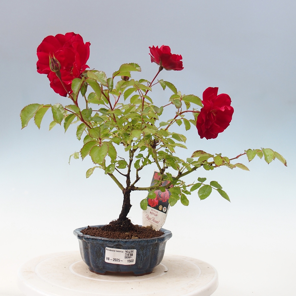 Vonkajší bonsai - Rosa Kordes - ruža