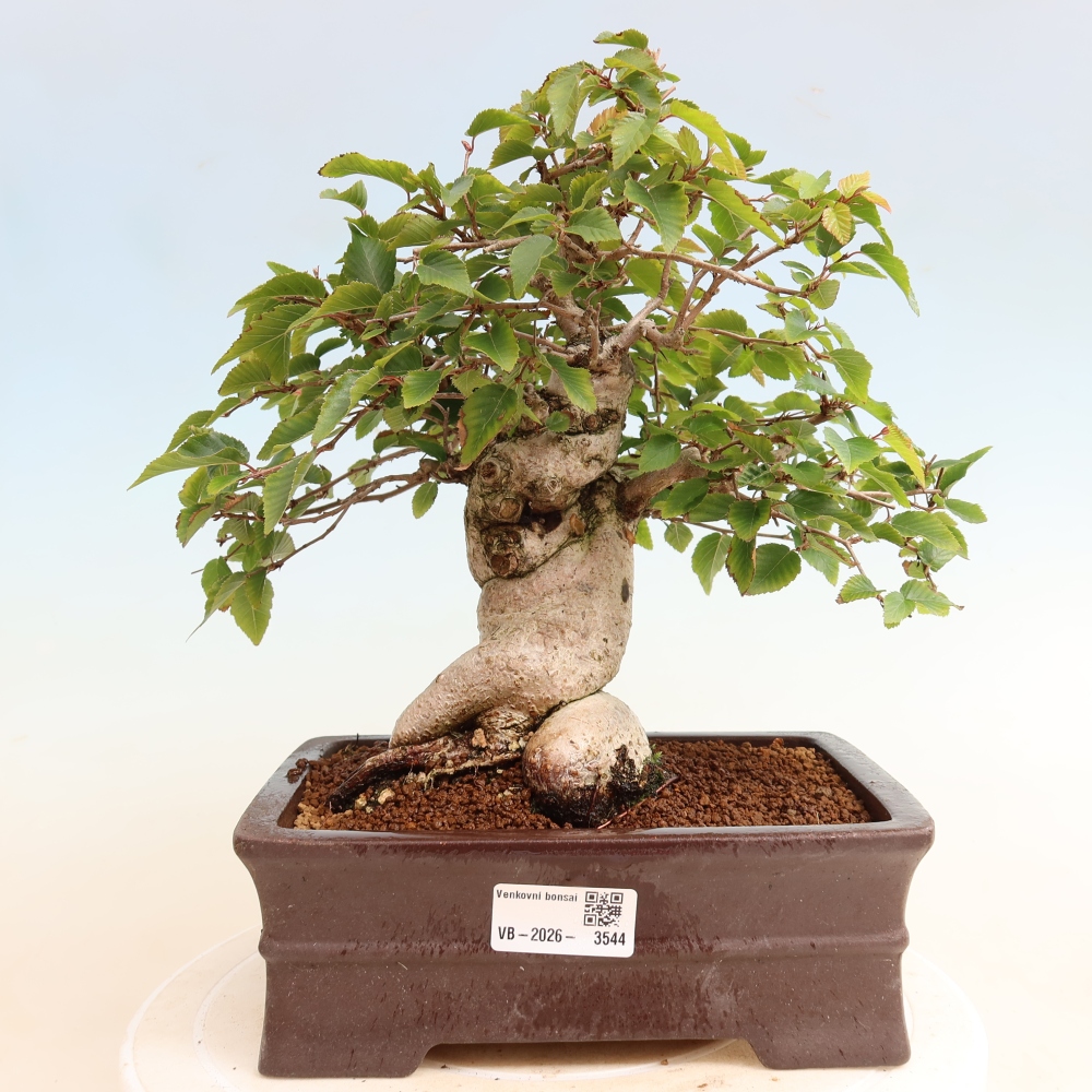Vonkajšie bonsaje -Carpinus CARPINOIDES - Hrab kórejský