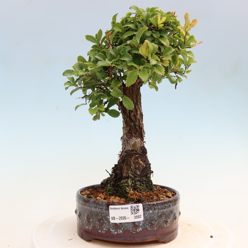 Vonkajšie bonsaje - Zelkova - Zelkova NIRE
