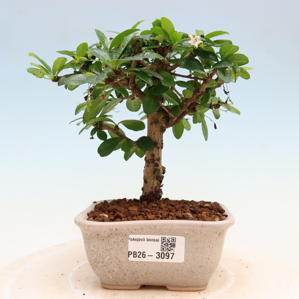 Izbové bonsaje - Carmona macrophylla - Tea fuki
