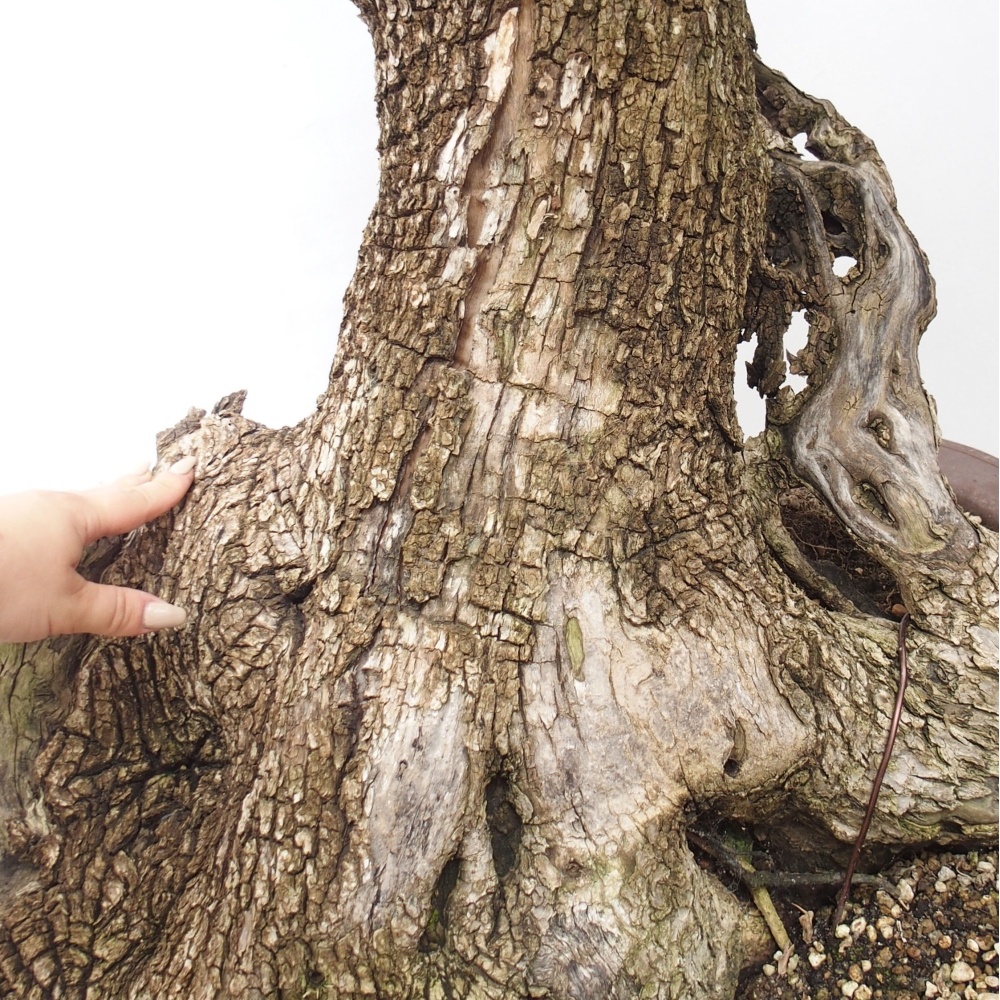Izbová bonsai - Olea europaea sylvestris -Oliva evropská drobnolistá