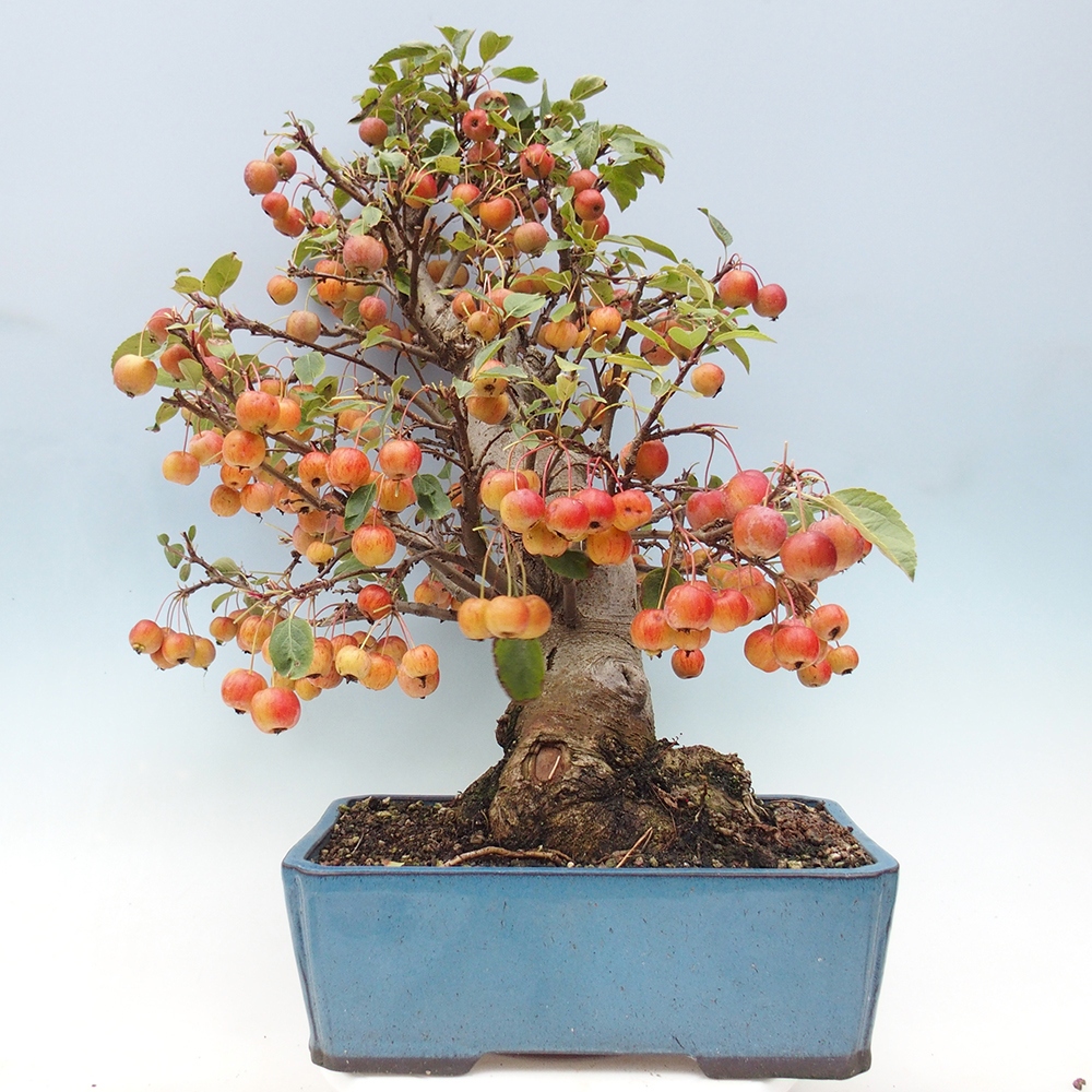 Vonkajší bonsai -Malus halliana - Maloplodá jabloň