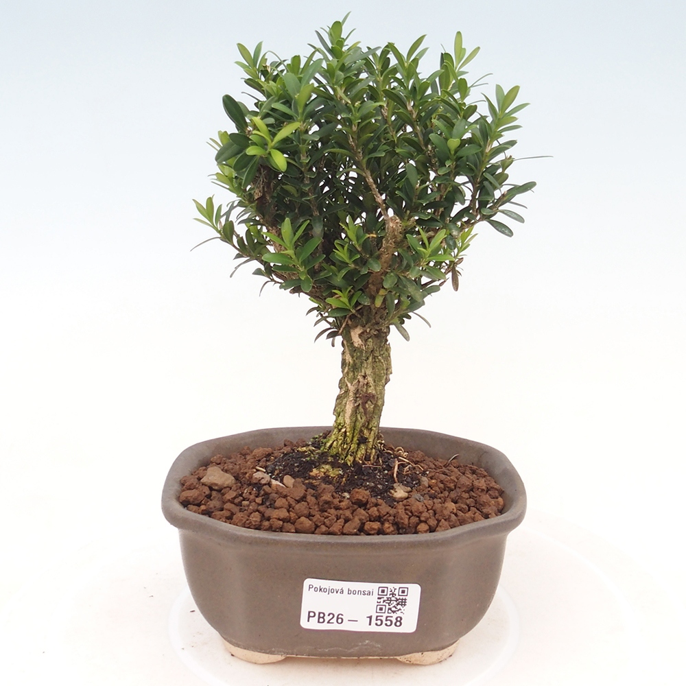 Izbové bonsaje - Buxus harlandii - korkový buxus