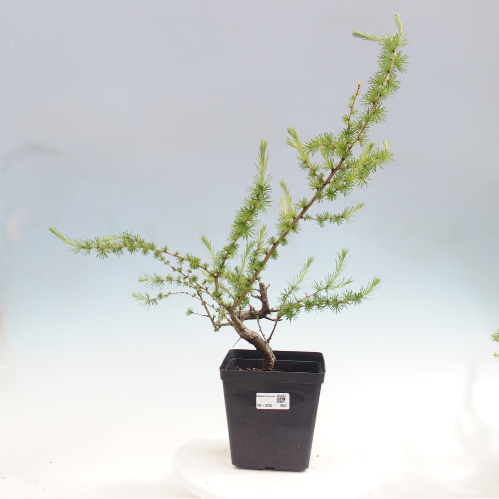 Vonkajšie bonsaje -Larix decidua - Smrekovec