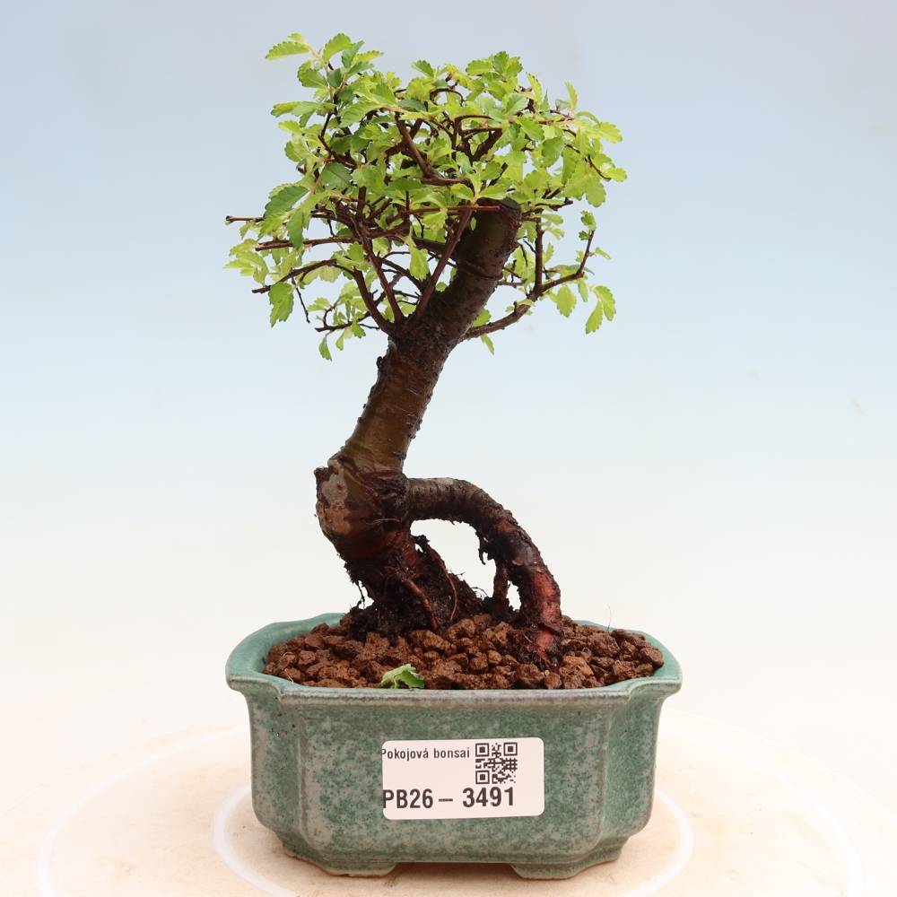 Izbový bonsaj - Ulmus parvifolia - brest malolistý