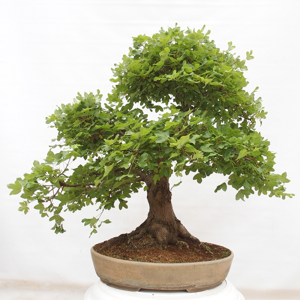 Vonkajší bonsai - Javor Francúzsky - Acer Nonspessulanum