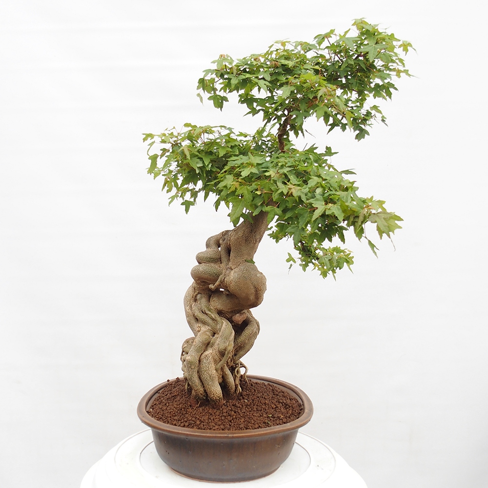 Vonkajšie bonsai - Javor Buergerianum - Javor Burgerův