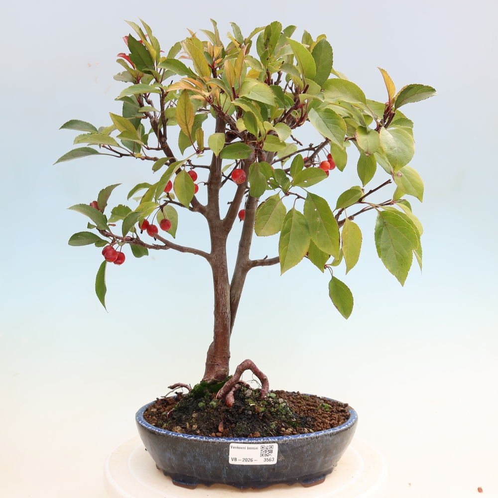 Vonkajšia bonsaj -Malus domestica - Maloplodá jabloň s červenými listami
