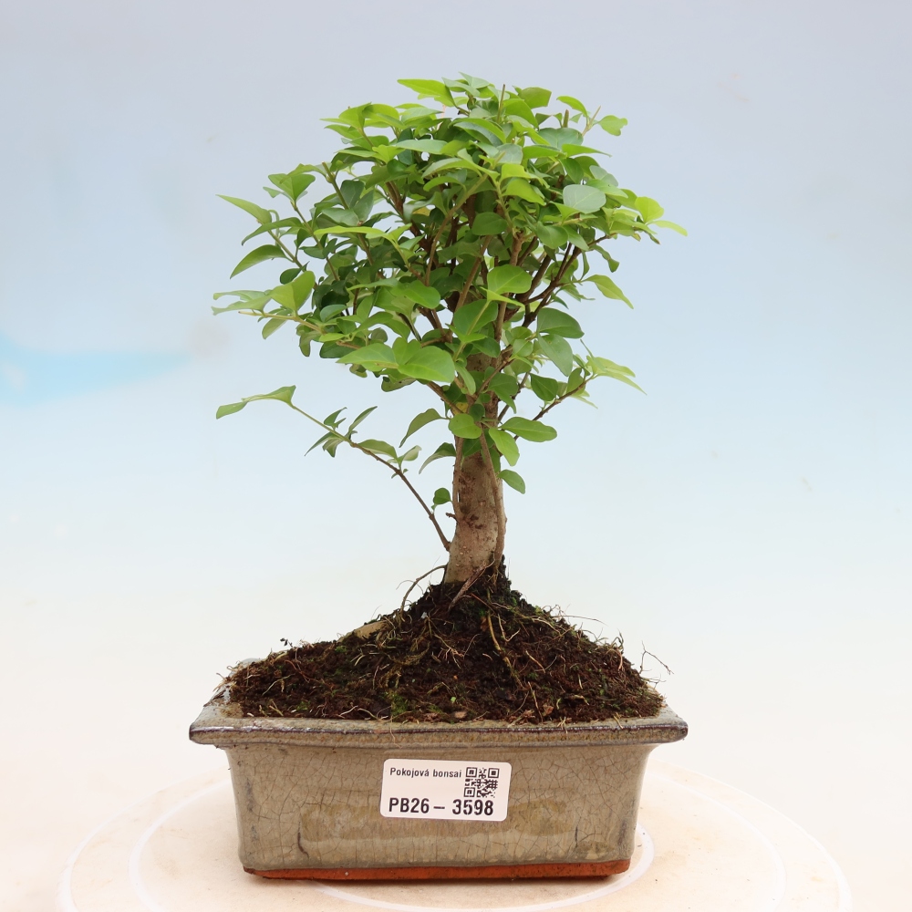 Izbový bonsaj -Ligustrum chinensis - Vtáčí zobák