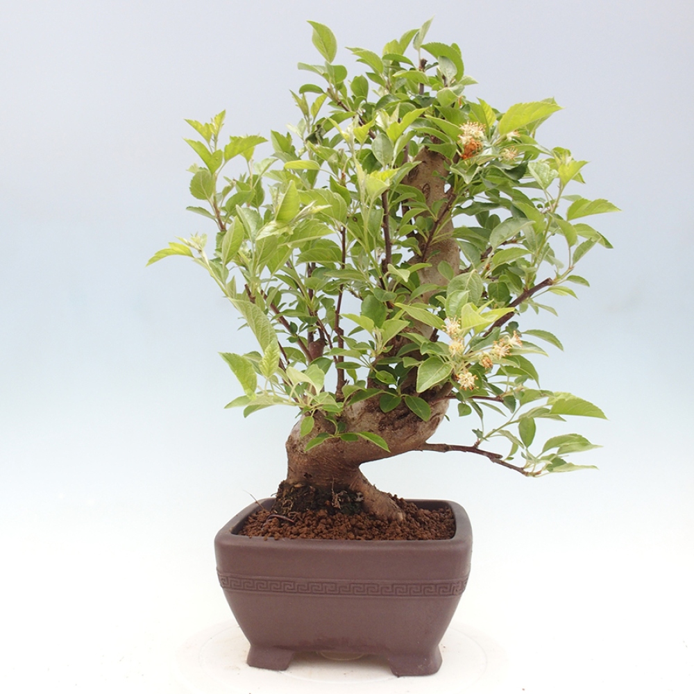 Vonkajší bonsai -Malus halliana - Maloplodá jabloň
