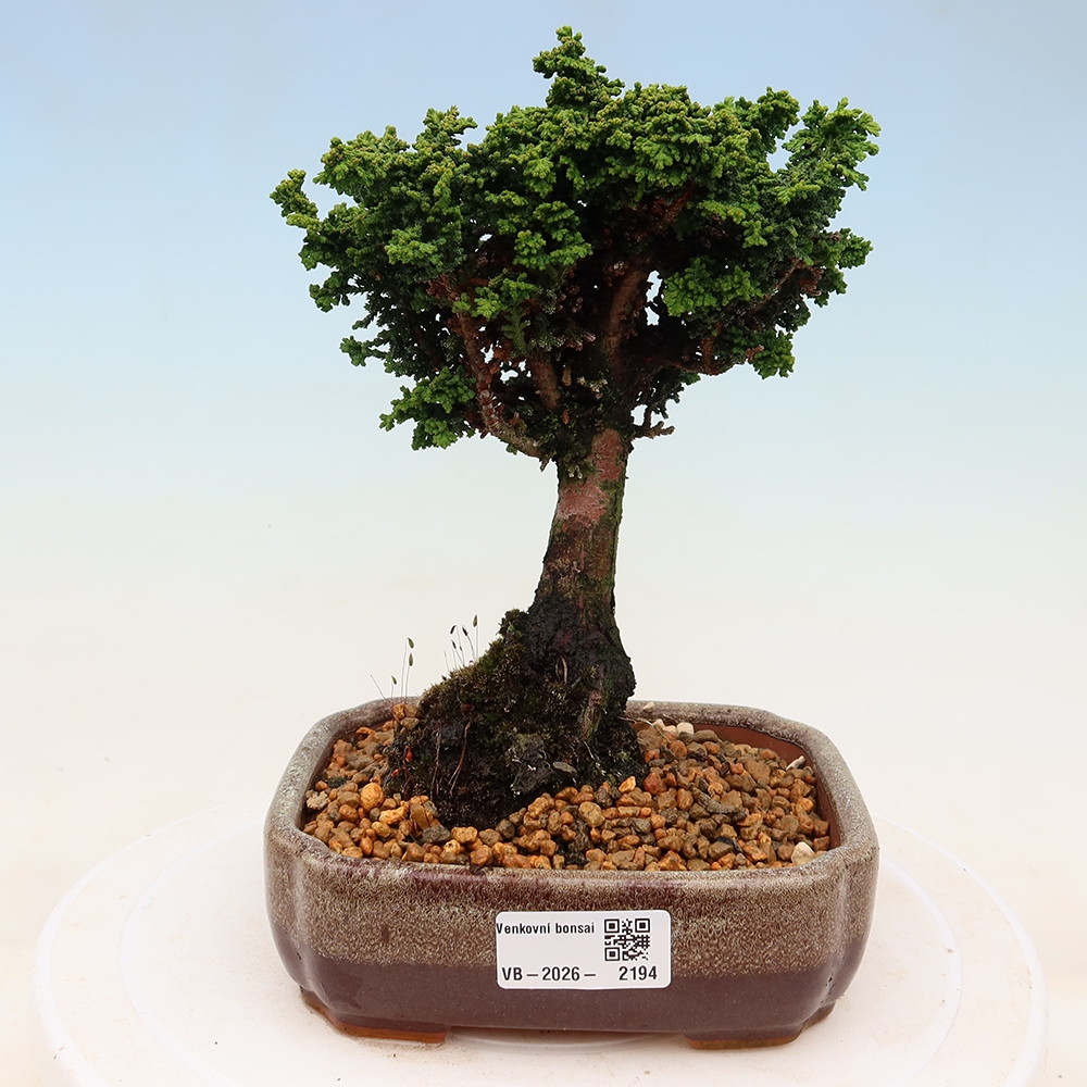 Vonkajší bonsaj - Cham. obtusa SEKKA HINOKI - Cypruštek