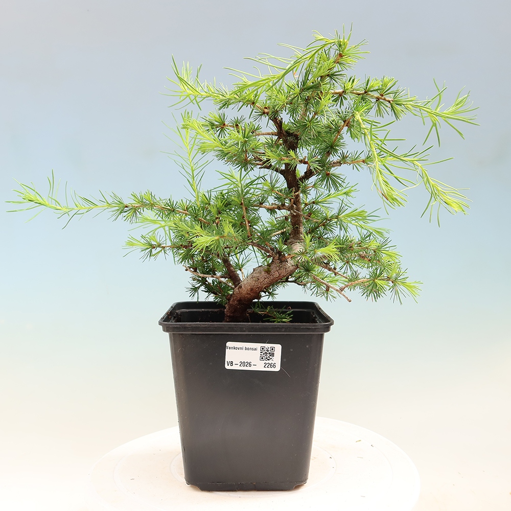 Vonkajšie bonsaje -Larix decidua - Smrekovec