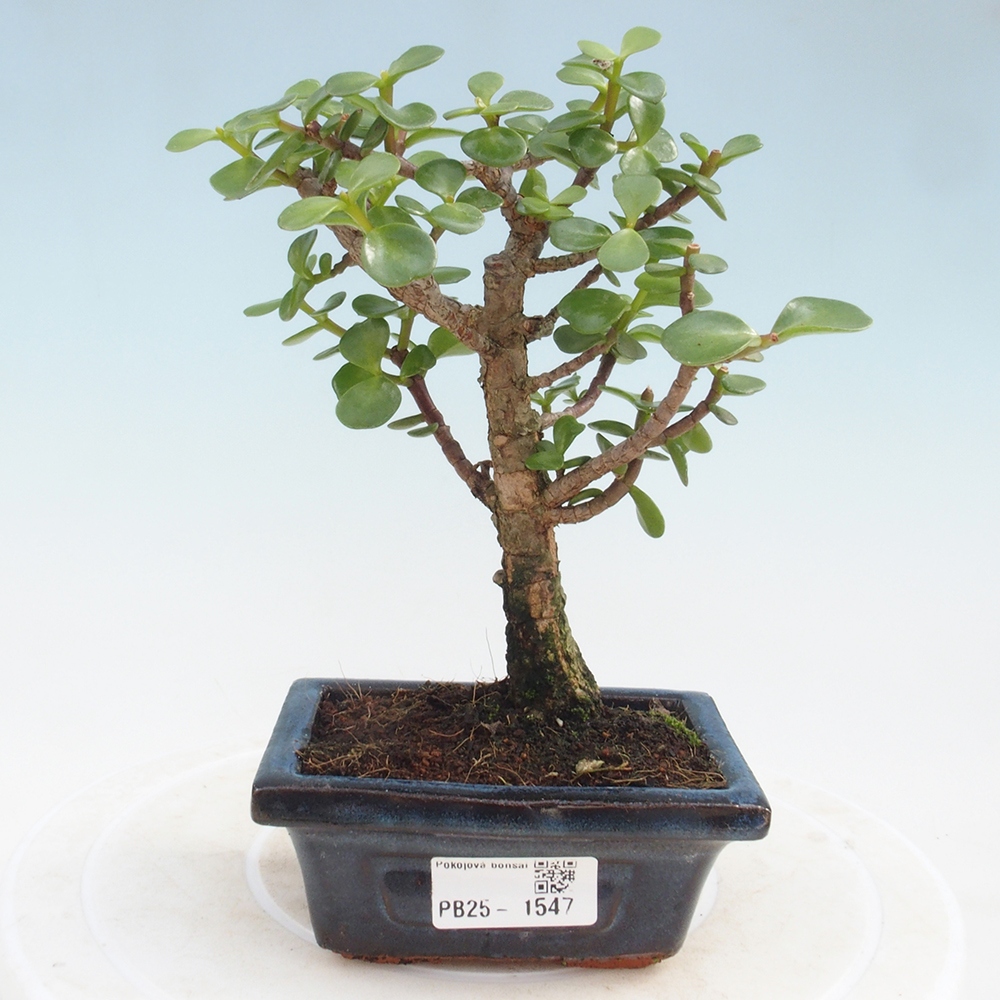 Izbová bonsai - Portulakaria Afra - Tlustice