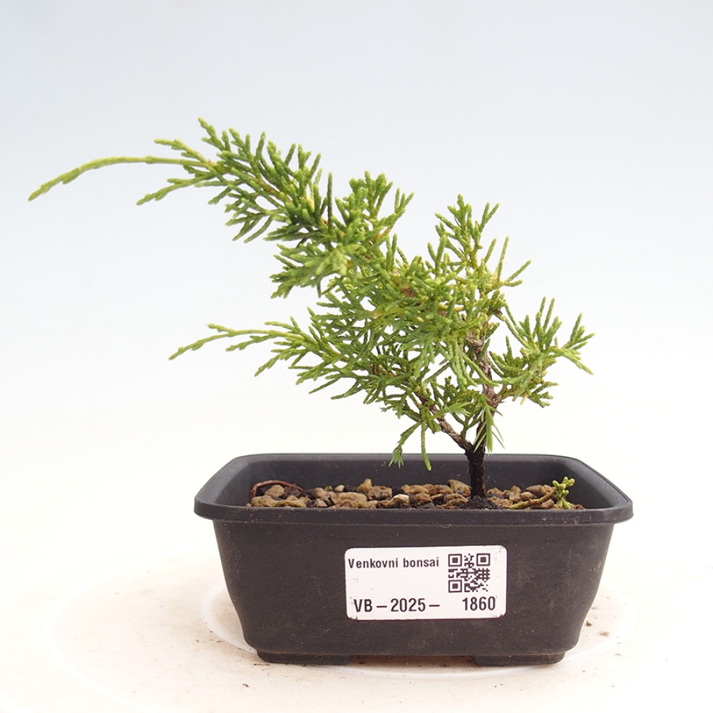 Vonkajší bonsai - Juniperus chinensis Itoigawa -Jalovec čínsky