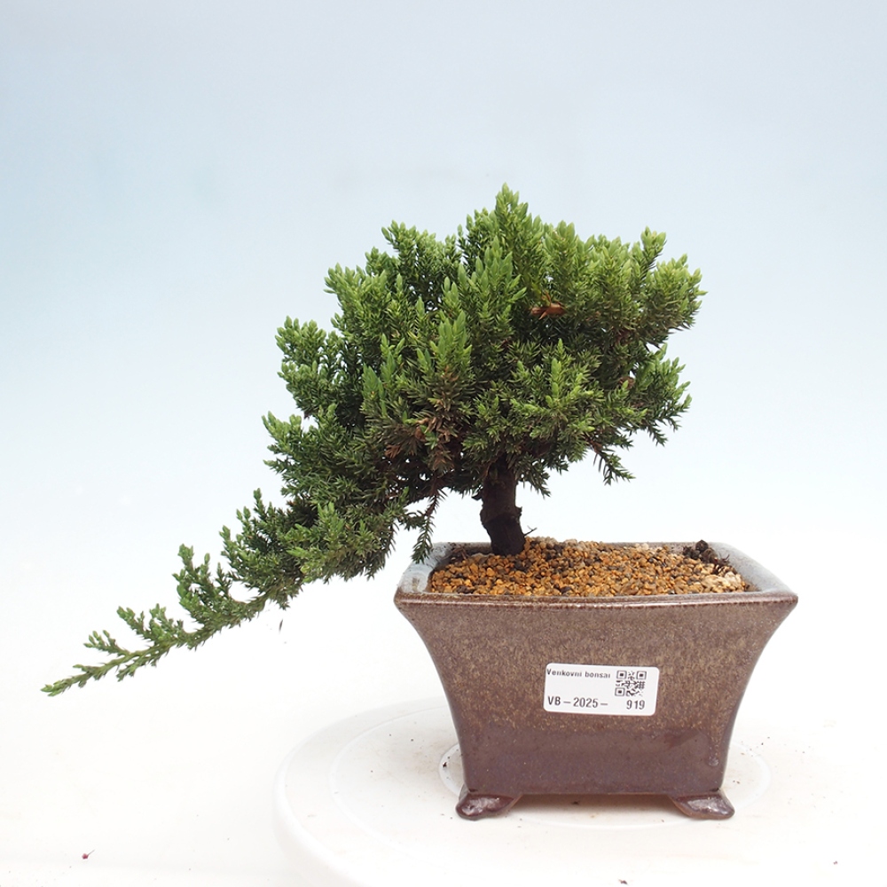 Vonkajší bonsai - Juniperus procumbens - Borievka polehavá