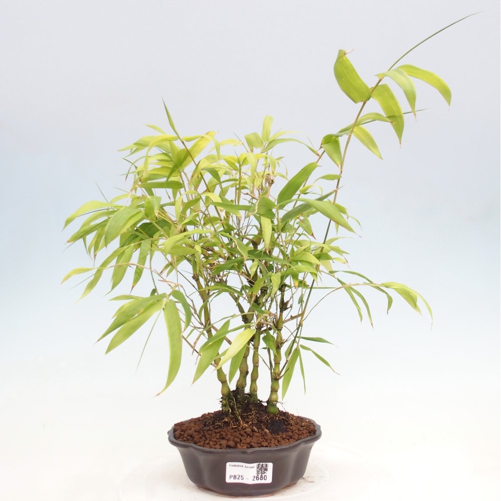 Izbová bonsai - Bambus budha-Bambus budhovo brucho