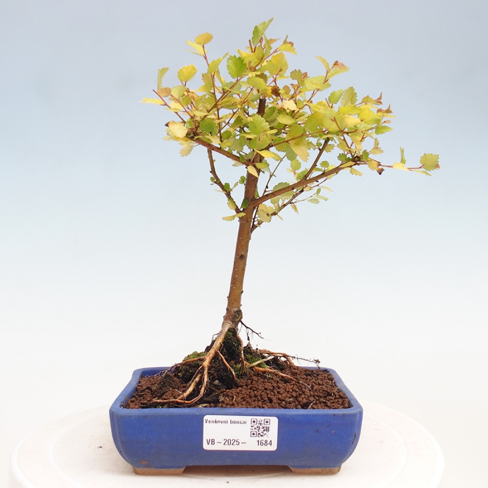Vonkajší bonsai - breza trpasličí - Betula NANA Treasure
