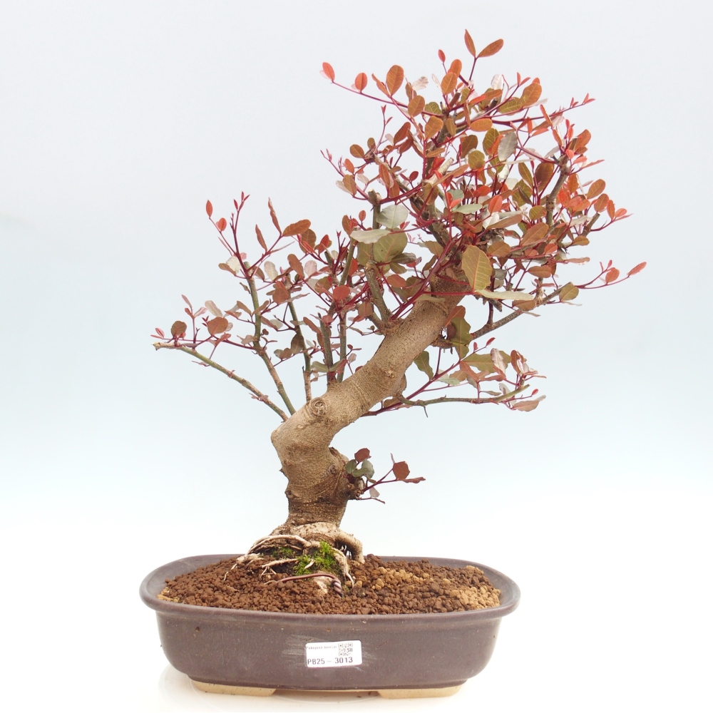 Izbová bonsai - Rohovnik obecny, svätojansky chlieb-Ceratonia sp.