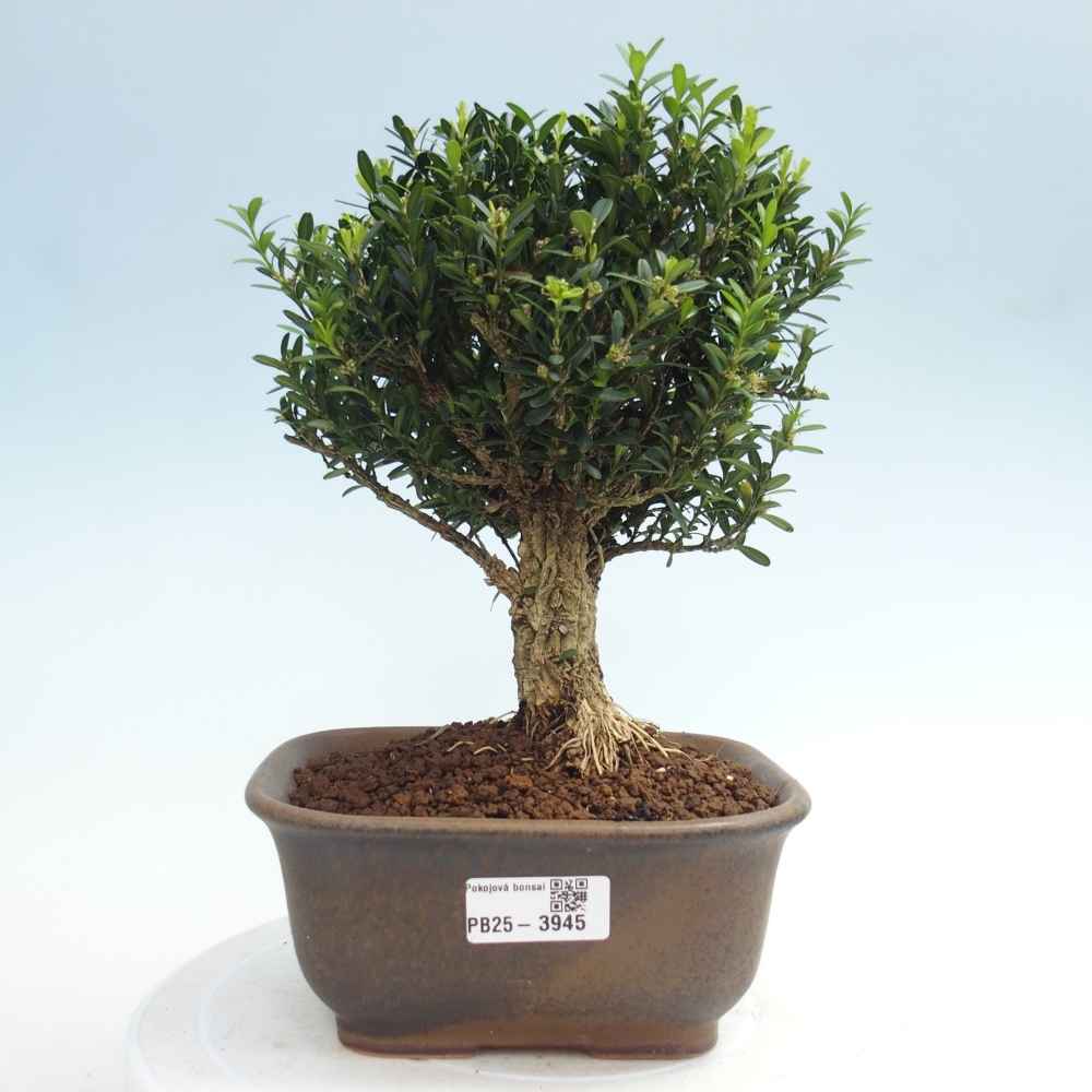 Izbové bonsaje - Buxus harlandii - korkový buxus
