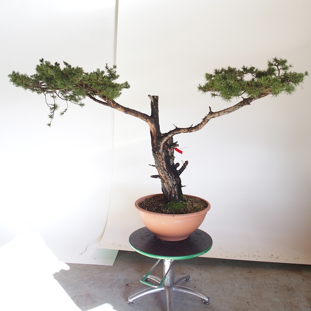 Yamadori - Pinus sylvestris Španielsko