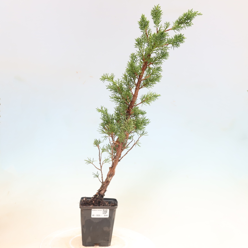 Vonkajší bonsaj - Juniperus chinensis Kishu