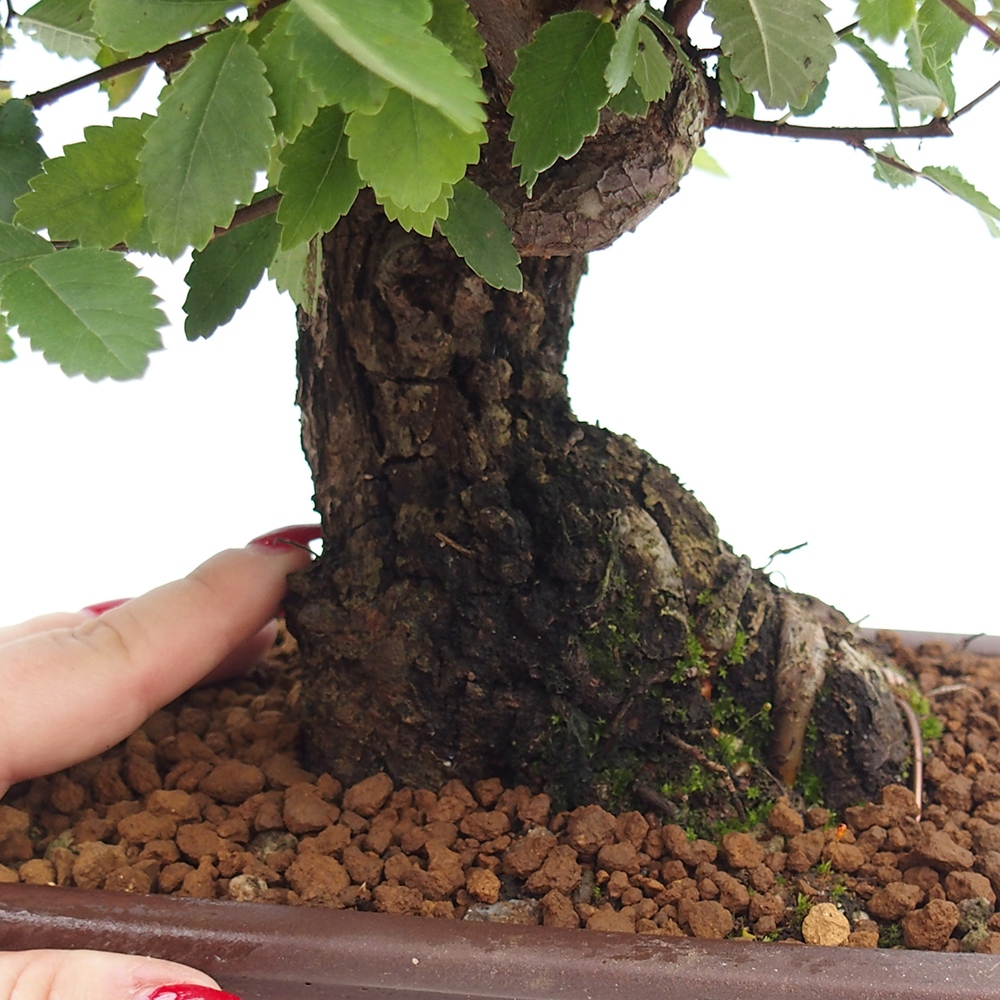Vonkajšie bonsai - Zelkova - Zelkova serrata