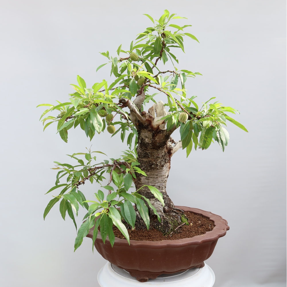 Vonkajšie bonsaje – Prunus dulcis – Mandľovník obyčajný