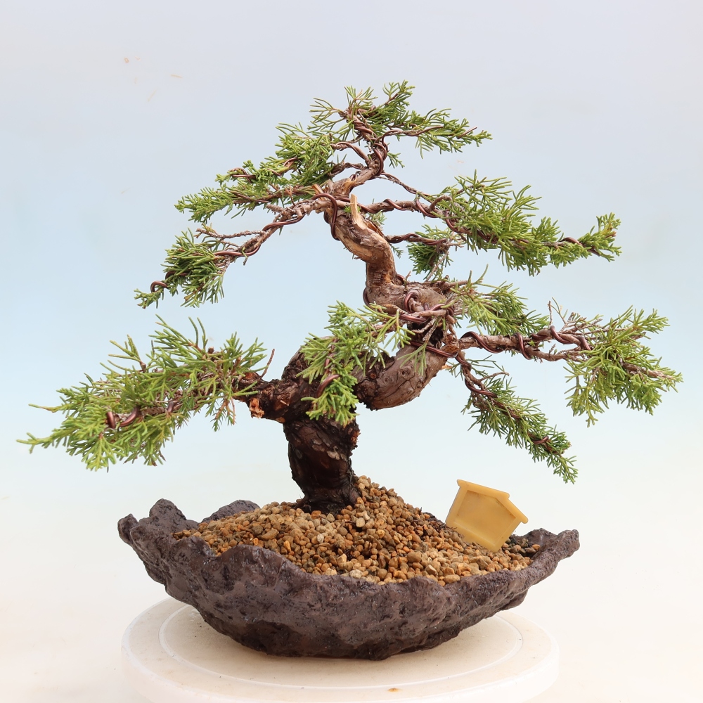 Vonkajší bonsai – Juniperus chinensis Itoigawa – čínsky jalovec