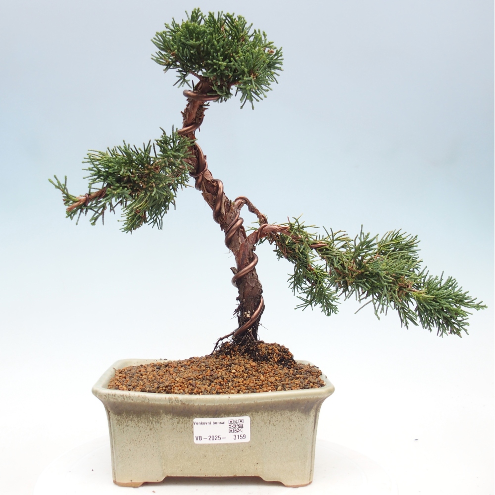 Vonkajšie bonsai - Juniperus chinensis Kishu -Jalovec čínsky