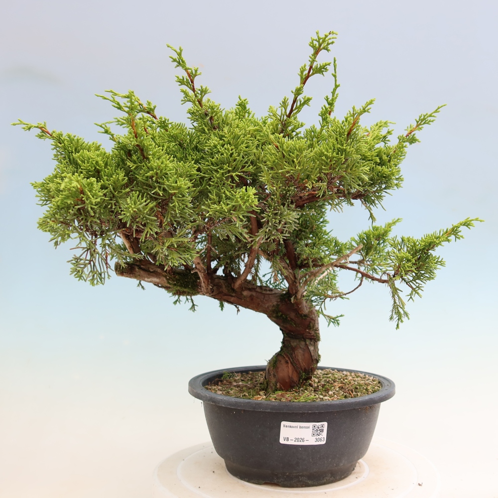 Vonkajší bonsai – Juniperus chinensis Itoigawa – čínsky jalovec