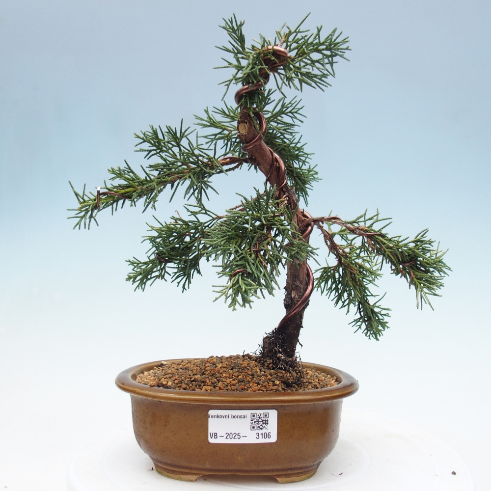 Vonkajší bonsai - Juniperus chinensis Kishu -Jalovec čínsky