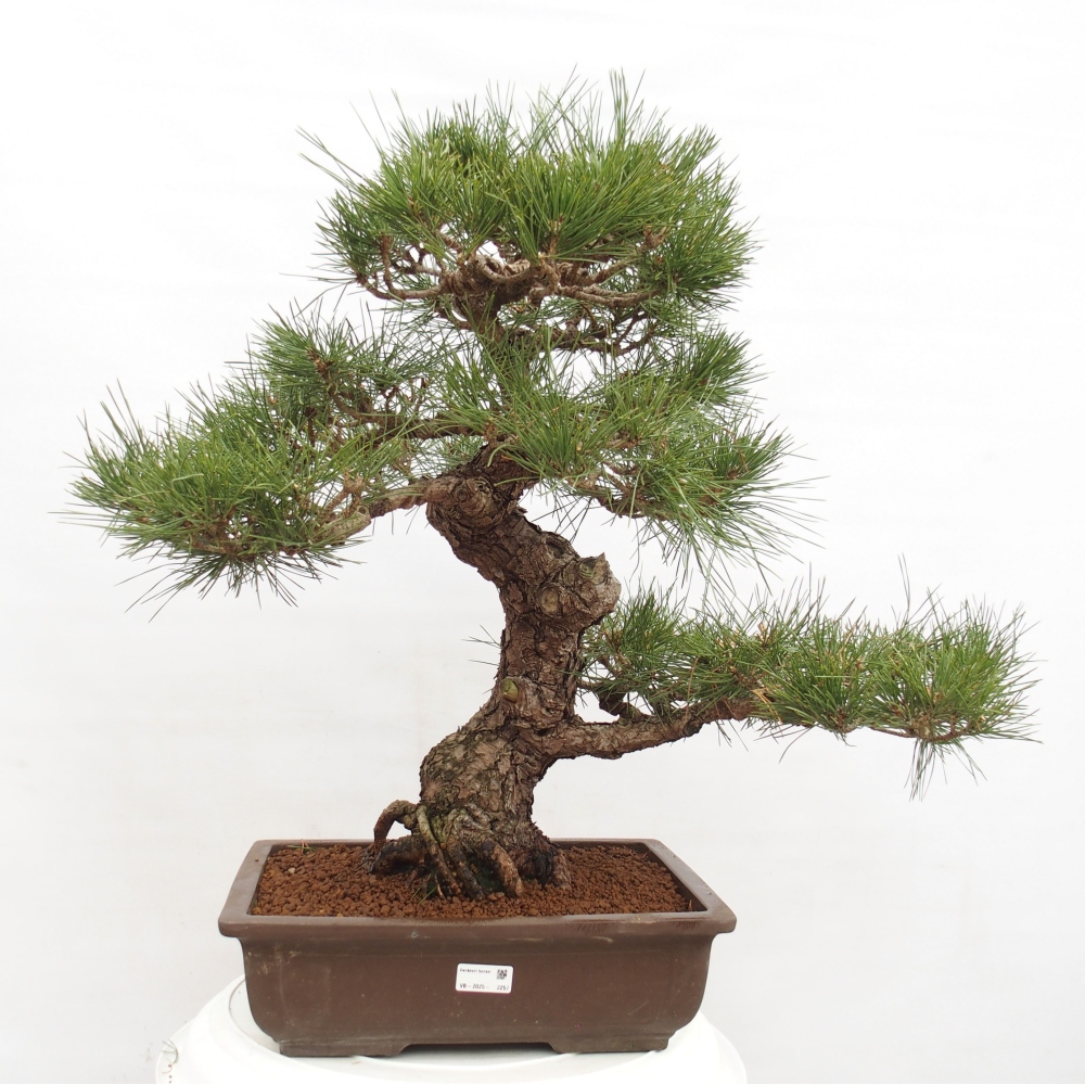 Vonkajšie bonsai - Pinus thunbergii - Borovica thunbergova