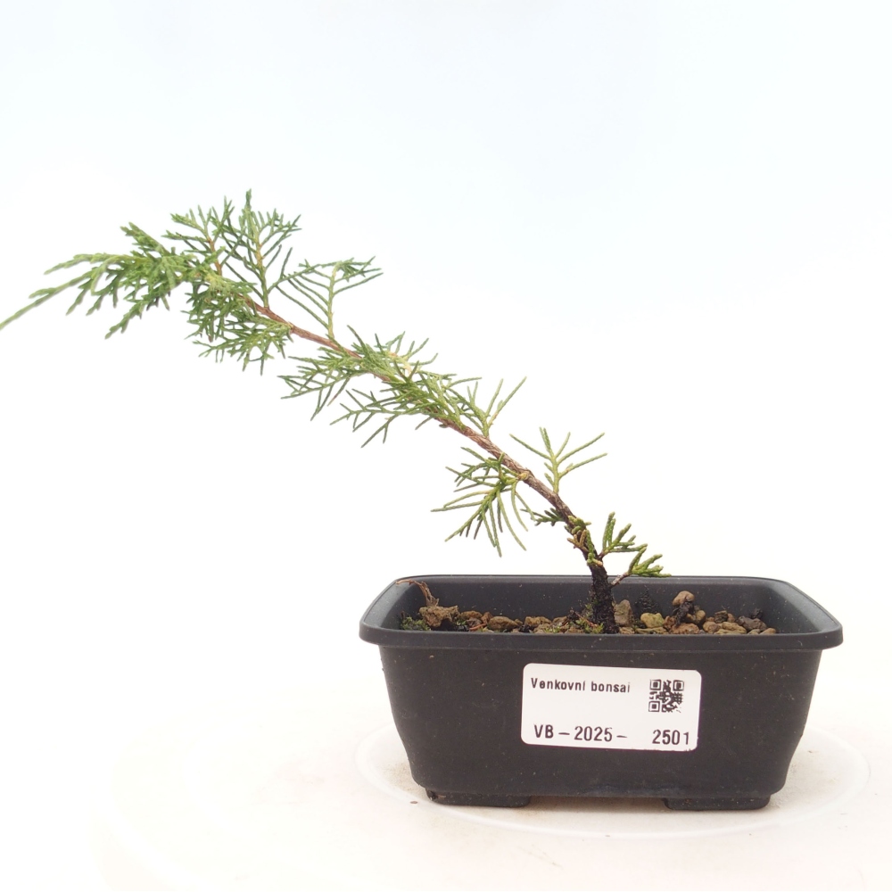 Vonkajší bonsai - Juniperus chinensis Itoigawa -Jalovec čínsky