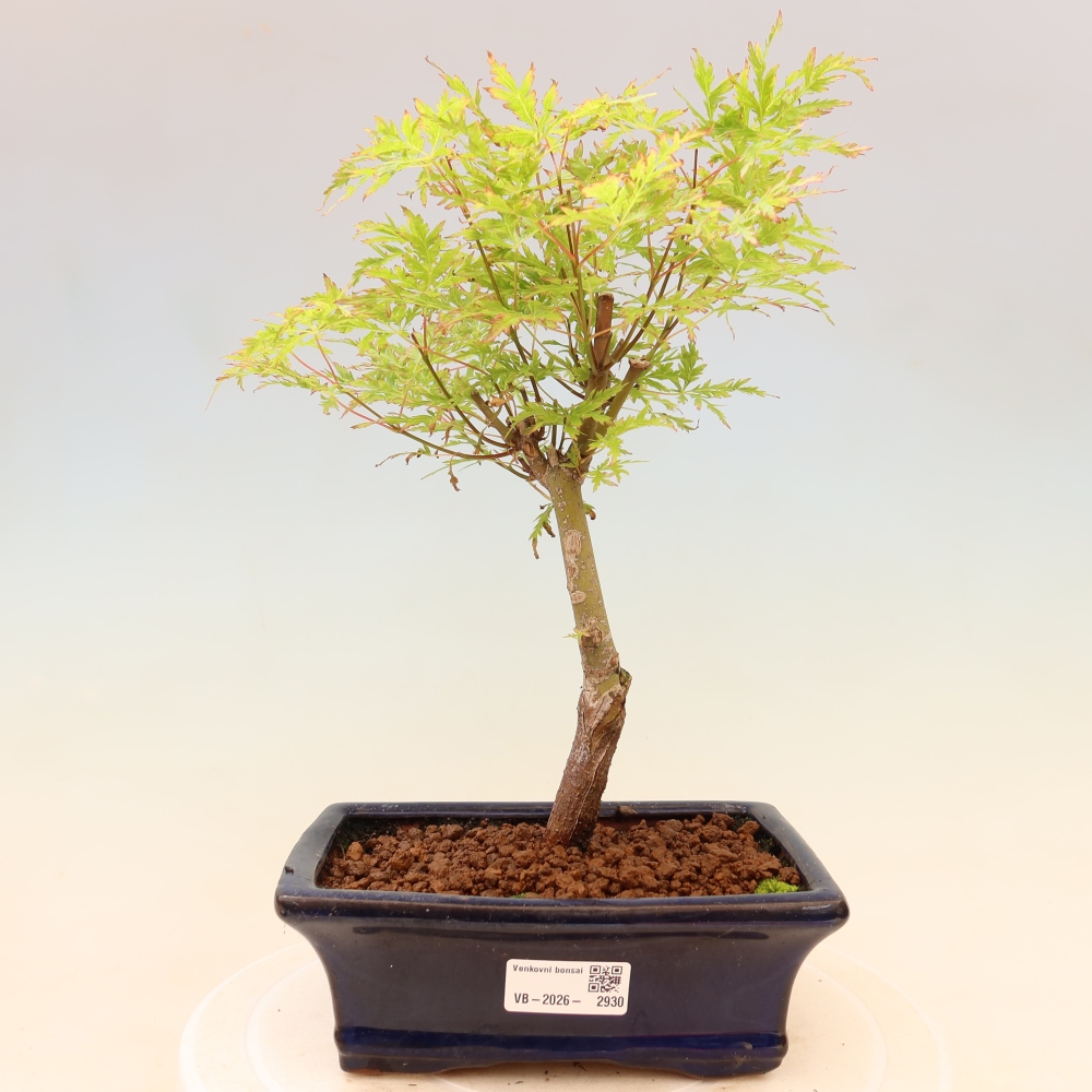 Vonkajší bonsai – Acer palmatum Dissectum – javor dlaňolistý 