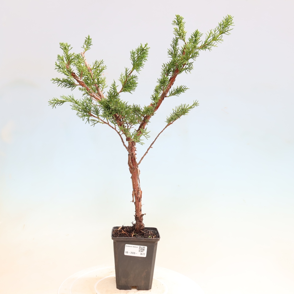 Vonkajší bonsaj - Juniperus chinensis Kishu