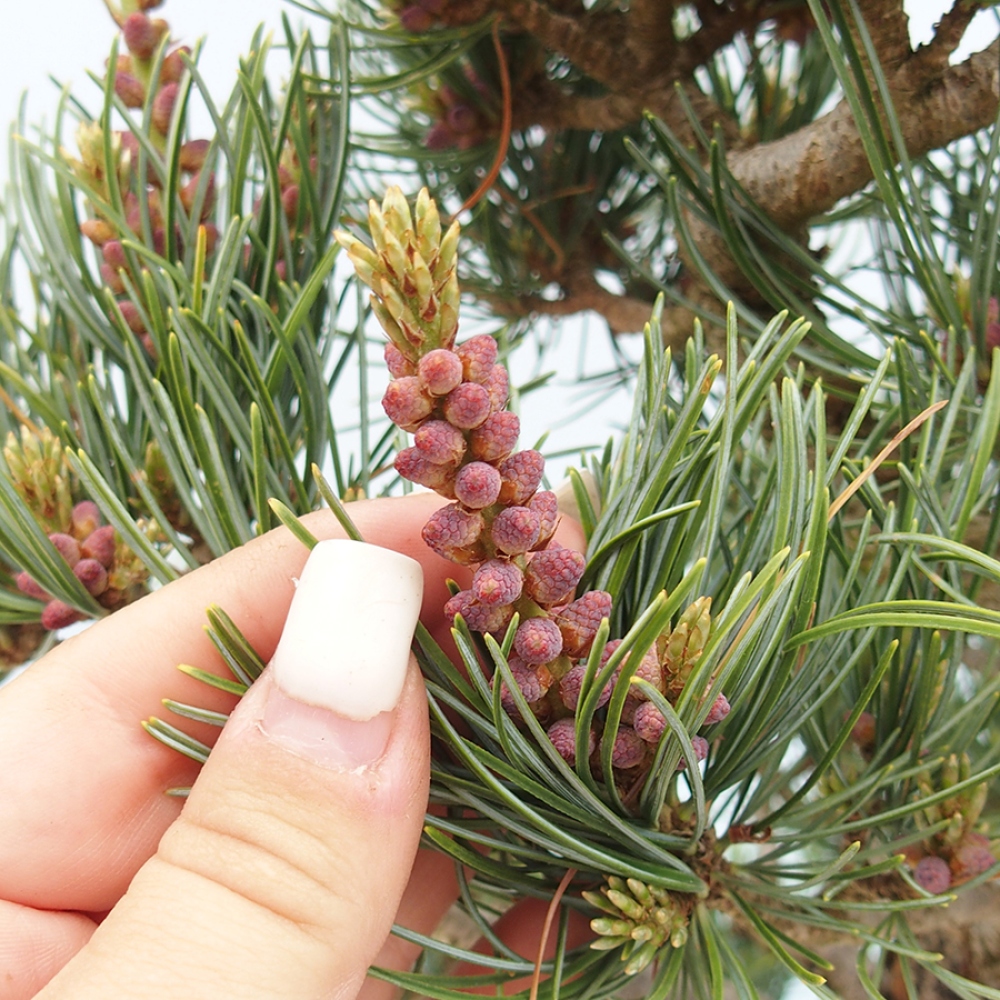 Vonkajšie bonsaje - Pinus parviflora - Pinus parviflora
