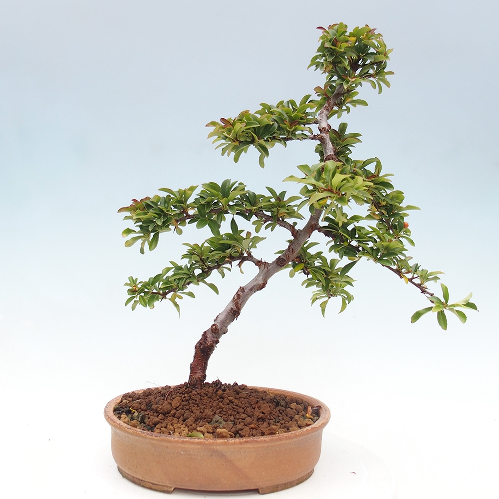 Vonkajšie bonsaje-Pyracantha Teton -Hlox