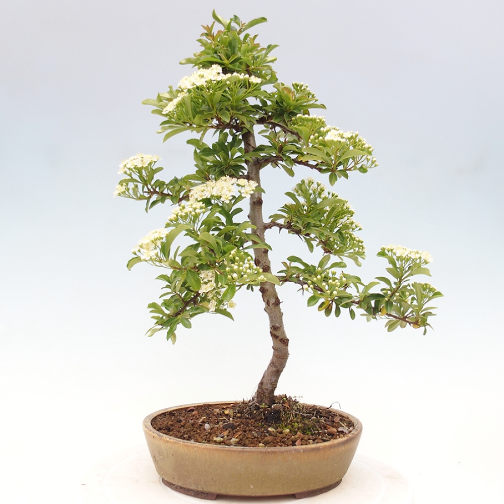 Vonkajšia bonsai-Pyracanta Teton -Hlohyně